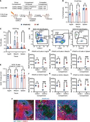 B Cell Intrinsic STING Signaling Is Not Required for Autoreactive Germinal Center Participation